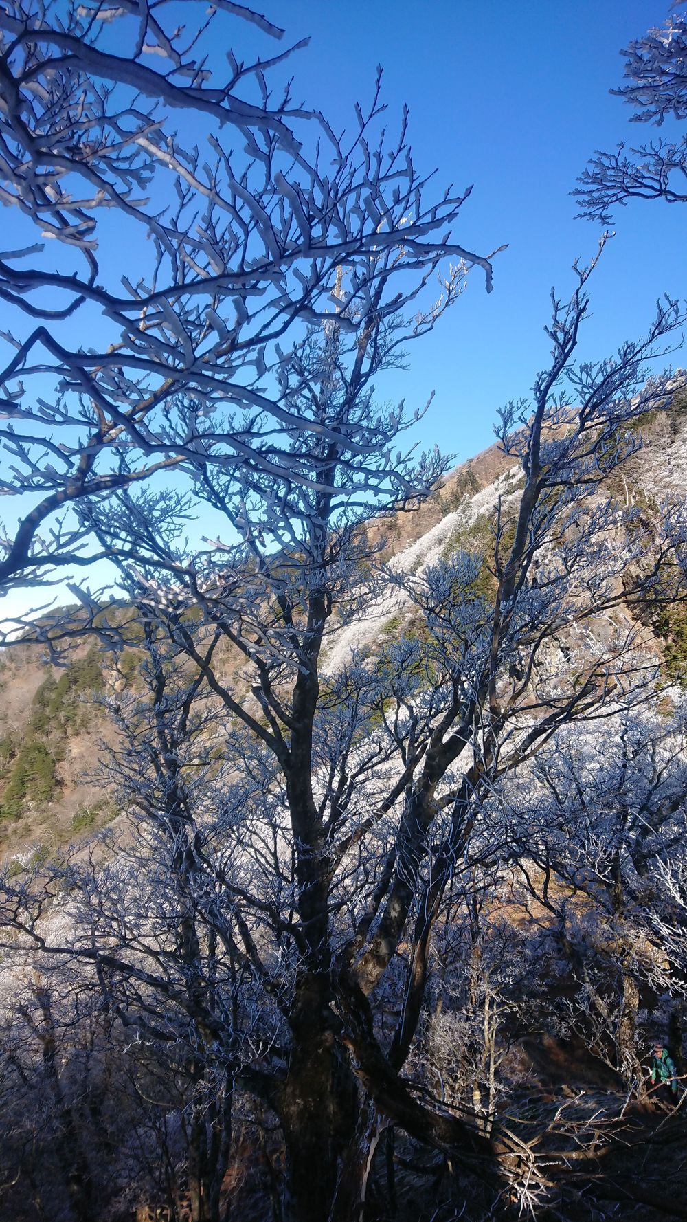暖冬ならではの景色。樹氷と緑のコラボ。の写真19