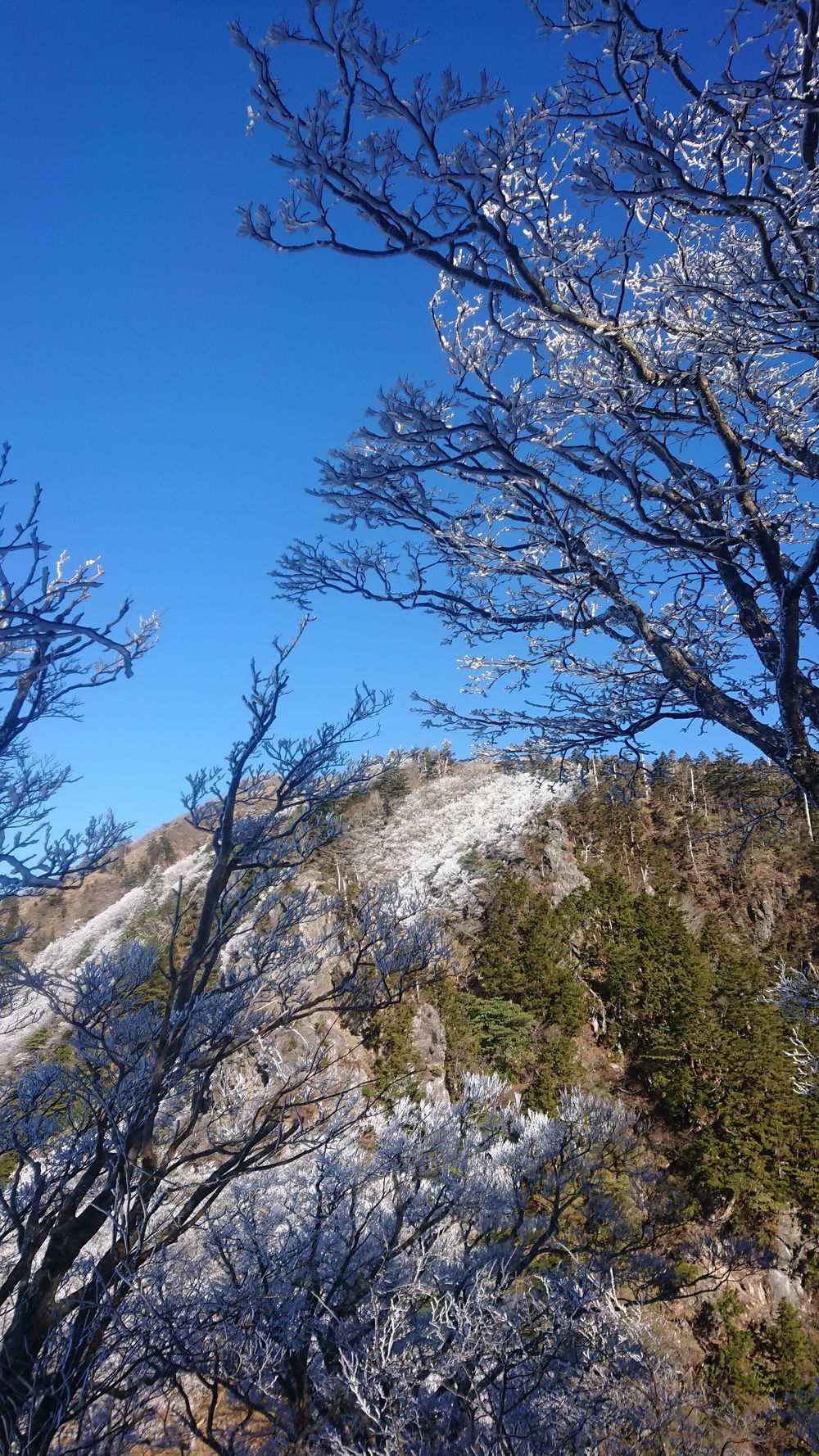 暖冬ならではの景色。樹氷と緑のコラボ。の写真20
