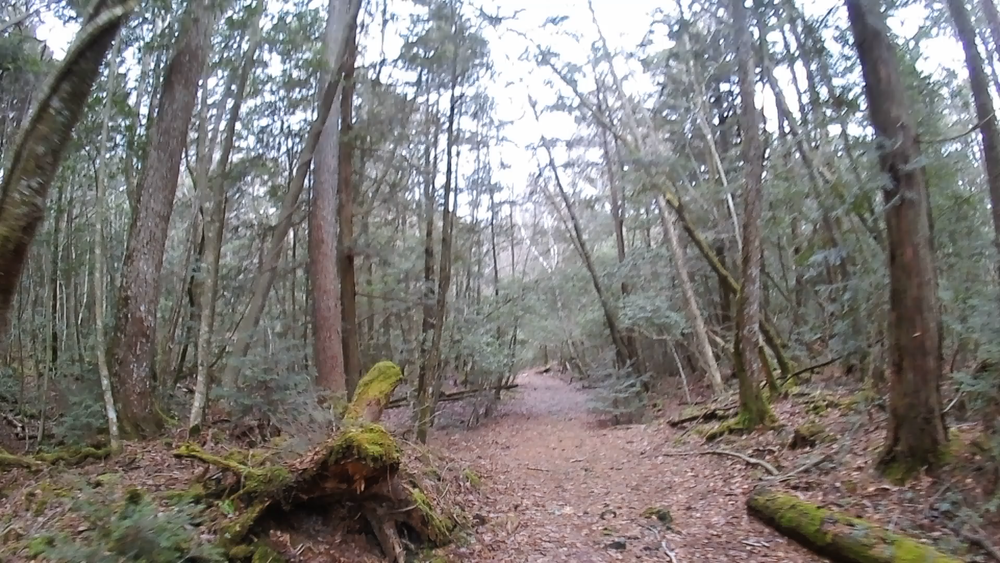 山梨県、富士山麓青木ヶ原樹海、河口湖、西湖周遊２０キロのコースの写真4