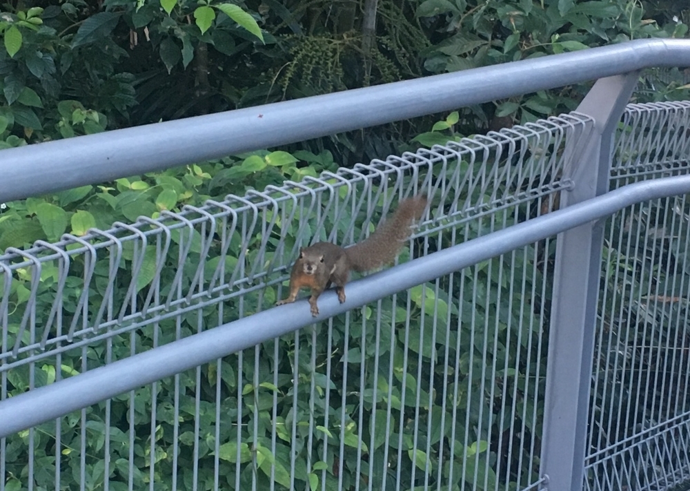 Ridge Runners : Basic10k + 3 Loops = 16-17kの写真10