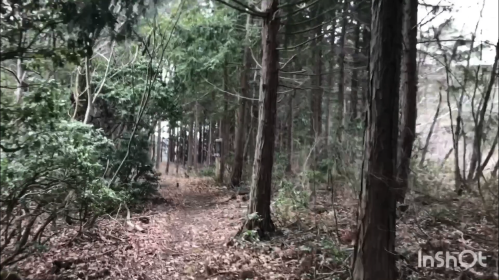 鳥取県庁の裏山トレイルがこんなに楽しいなんて！（中国自然歩道）の写真16