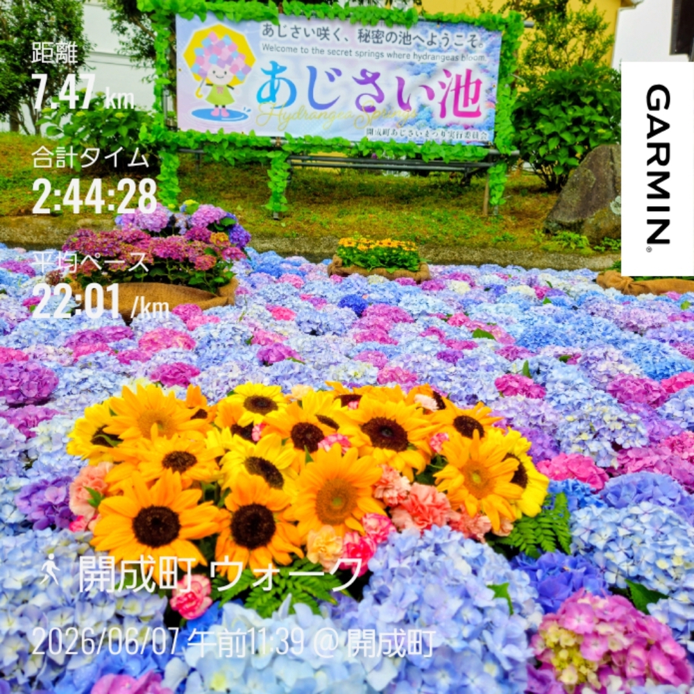 見頃となった紫陽花を見に開 | ラントリップ