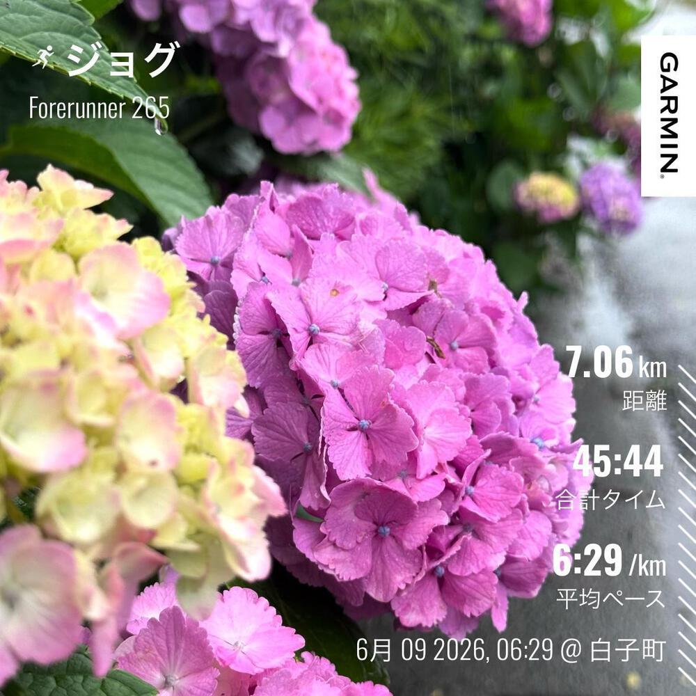 紫陽様ご確認用 紫陽花💜 昨日はこちら | ラントリップ