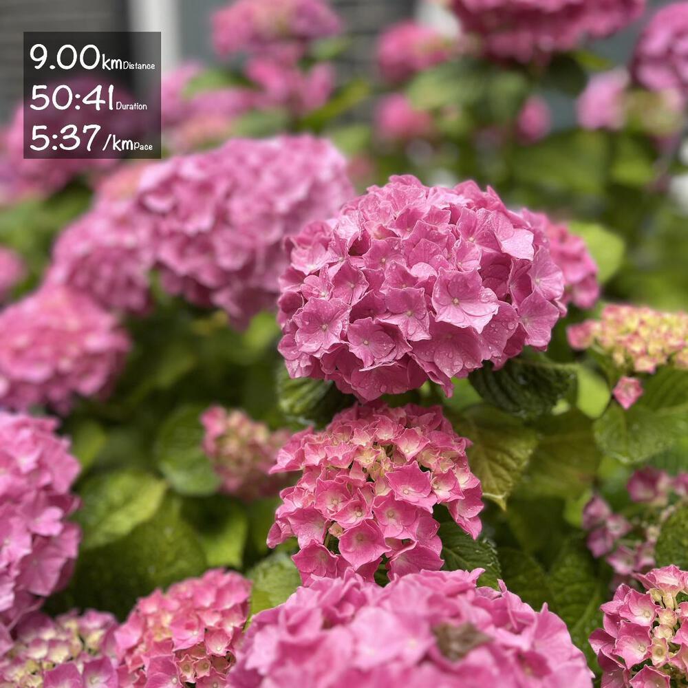 紫陽花が満開です。 週末 | ラントリップ