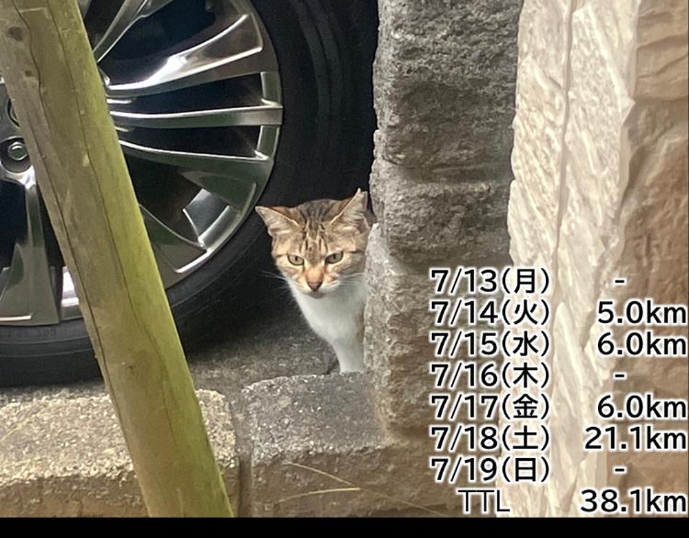 週に数回しか来ない猫ちゃん... | ラントリップ