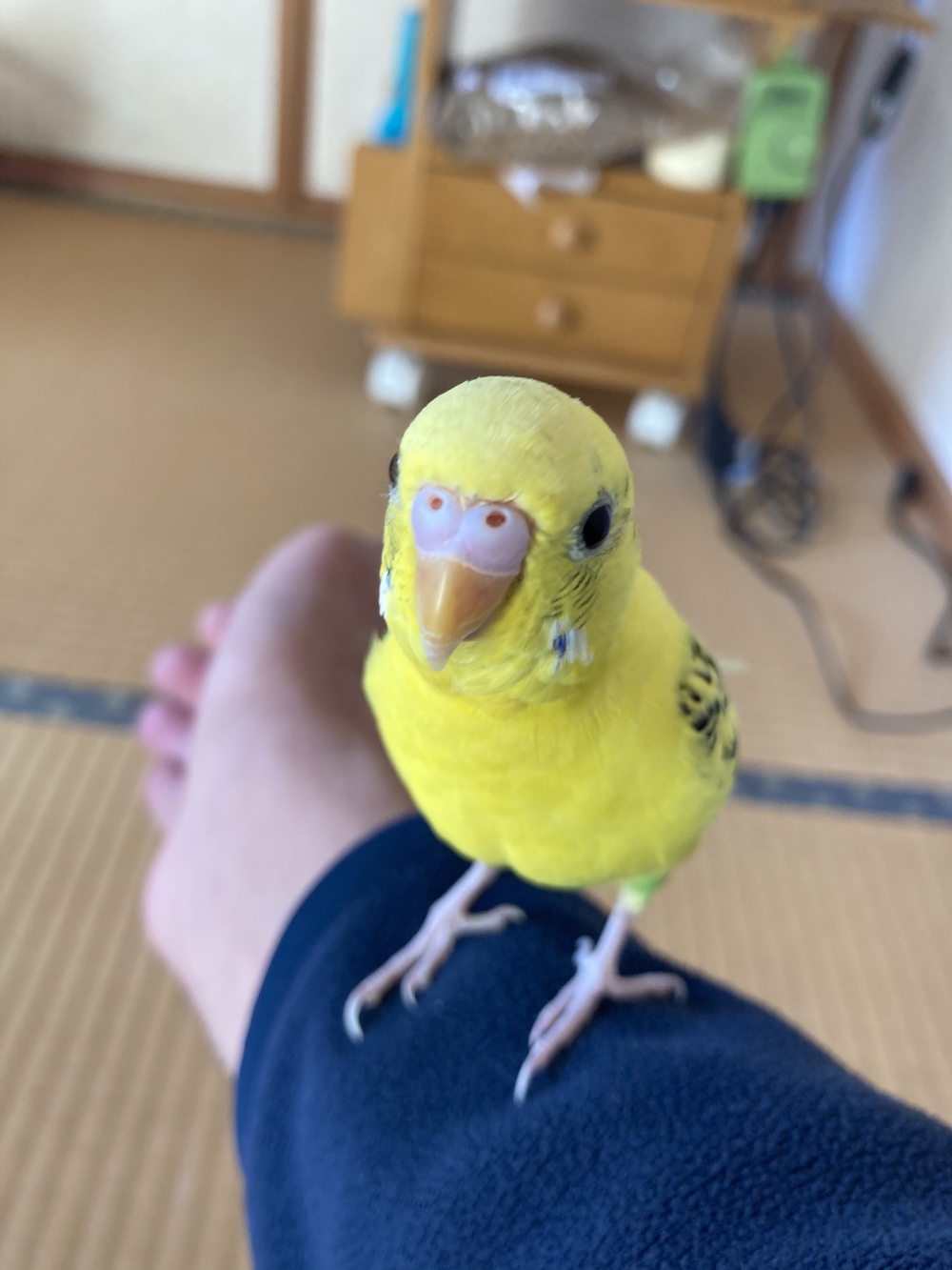カバー画像