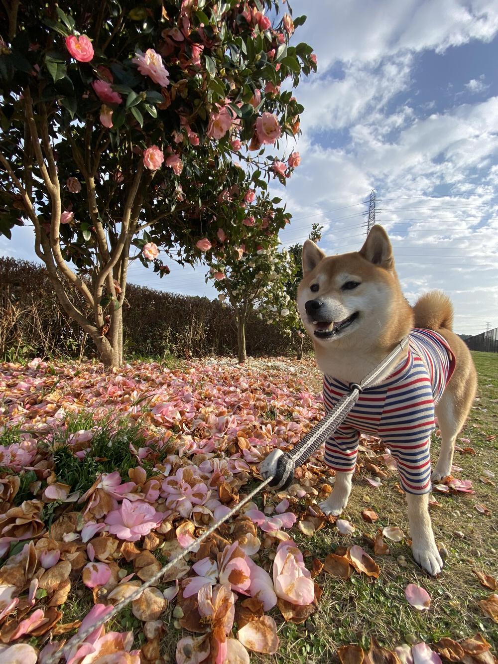 カバー画像