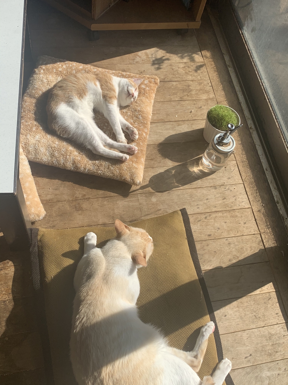 カバー画像