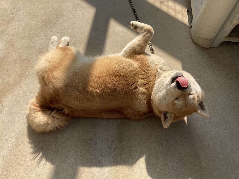 カバー画像