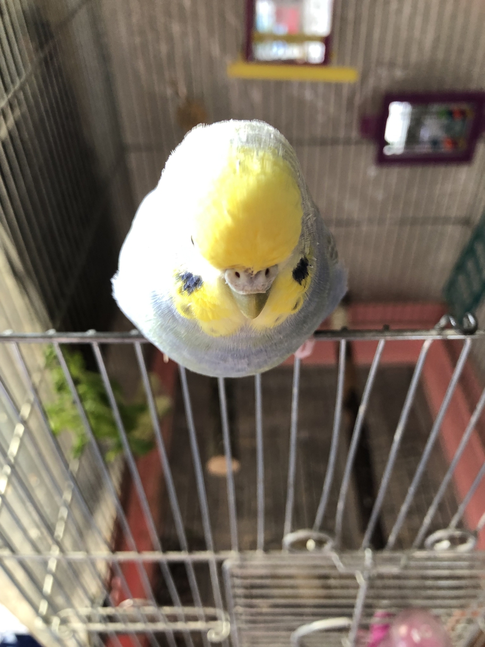 カバー画像