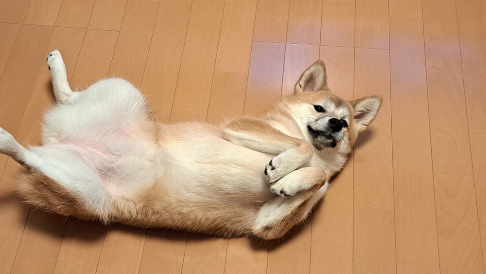カバー画像