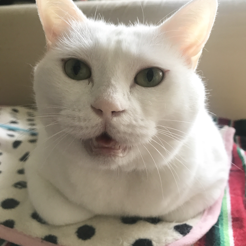 カバー画像