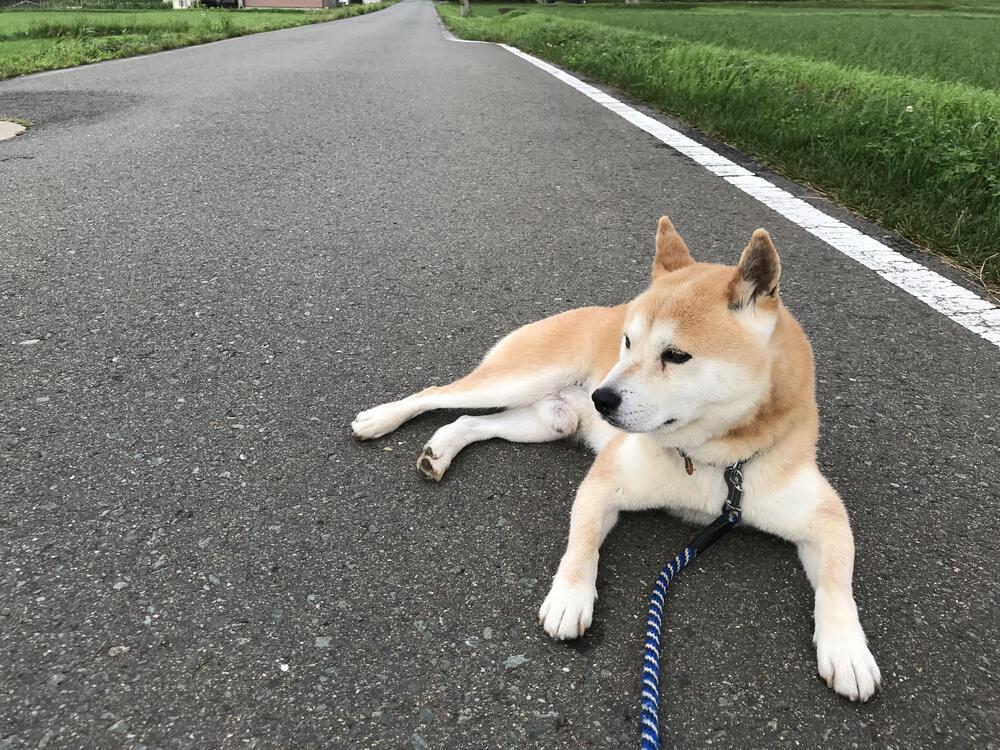 カバー画像