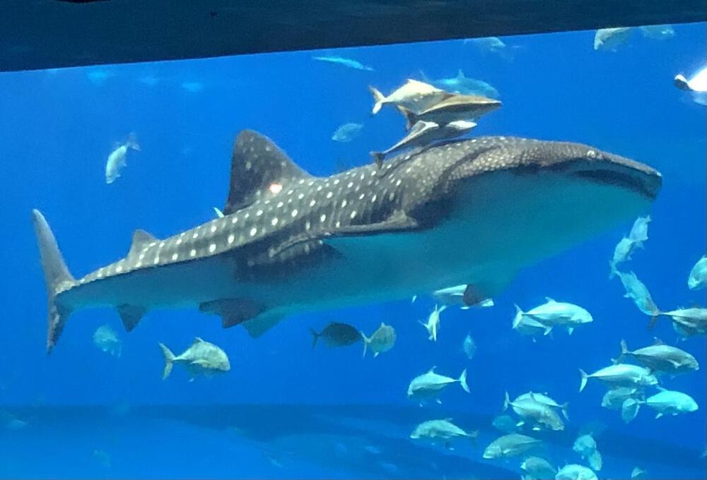 カバー画像