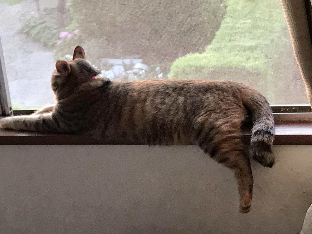 カバー画像