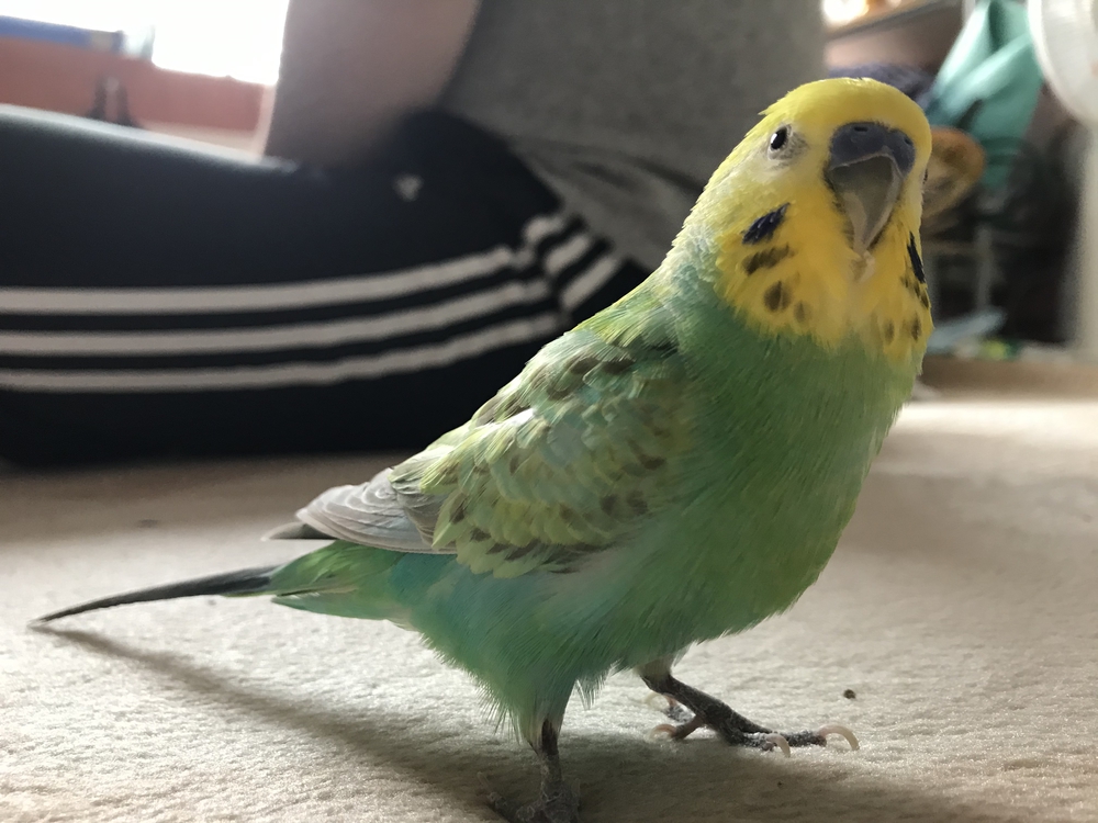 プロフィール画像