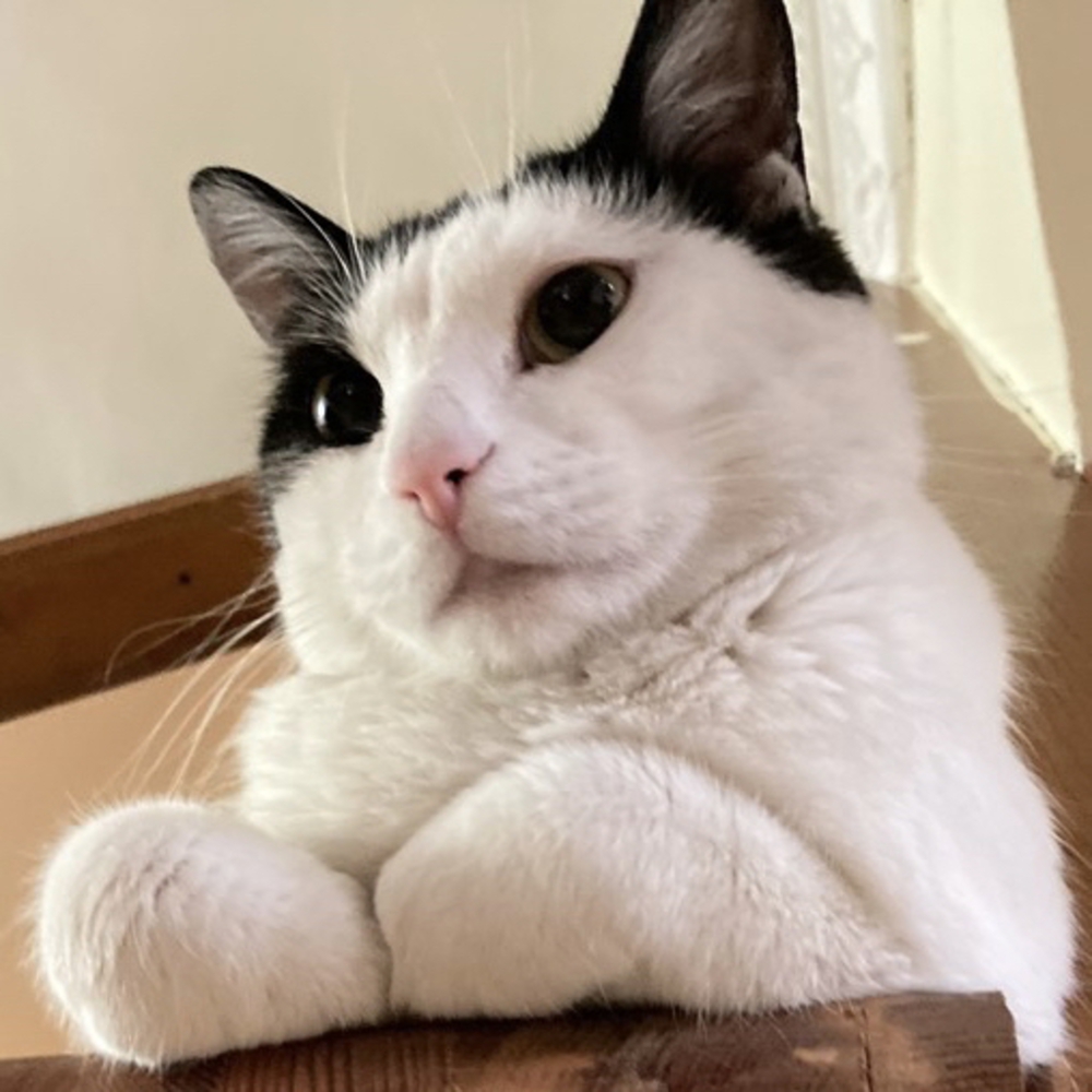 プロフィール画像