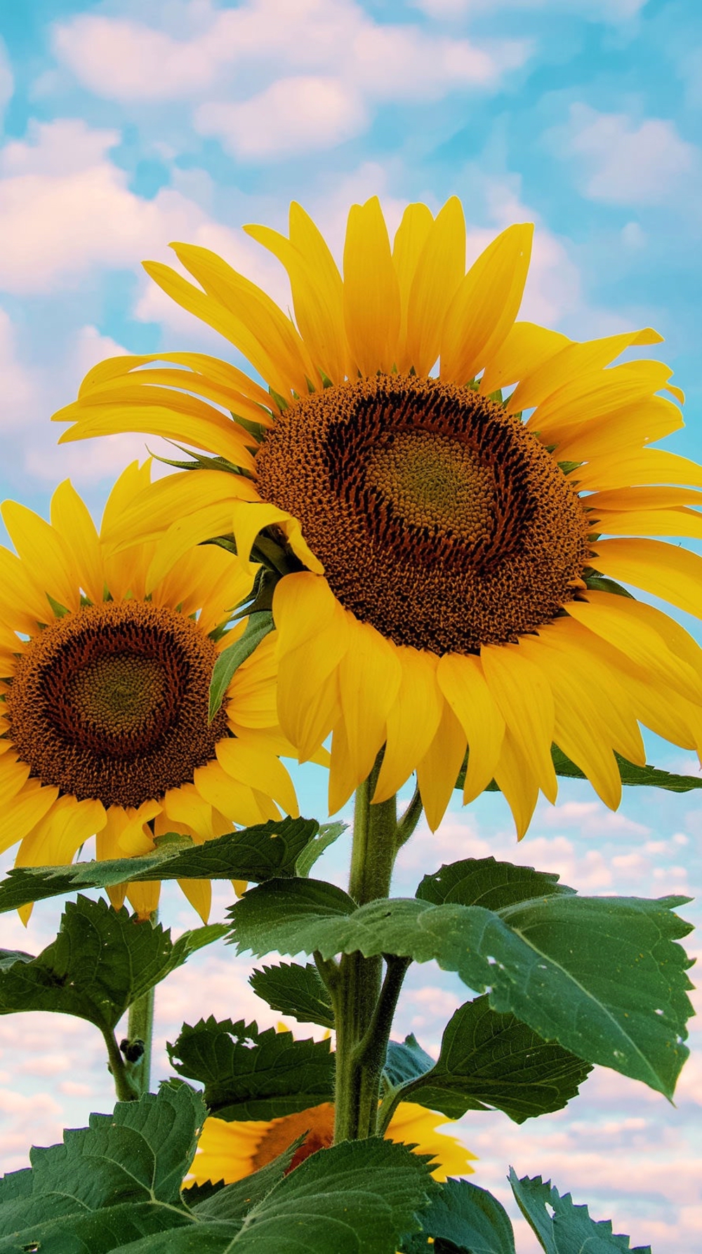 たまがわたろう