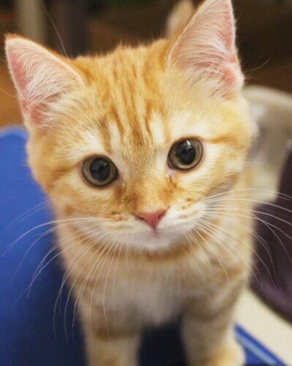 ふーてんのねこ