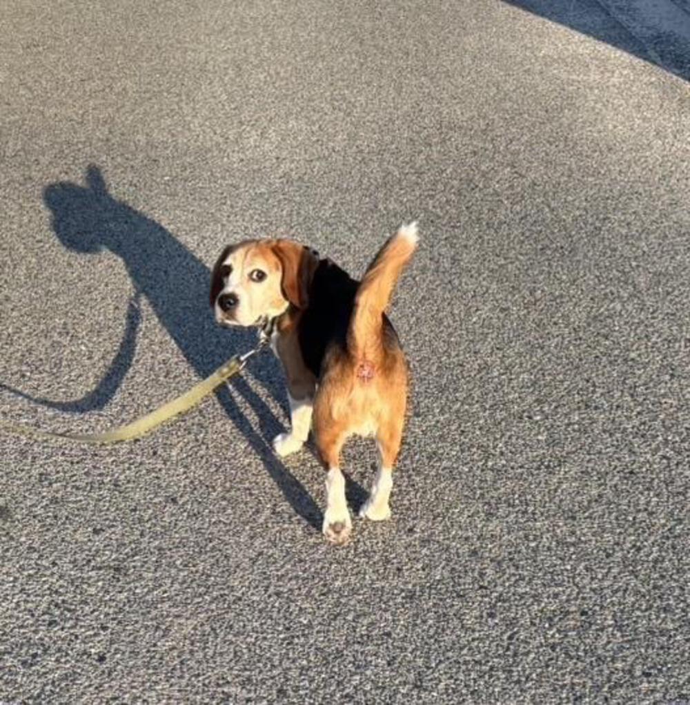 はんのすけ