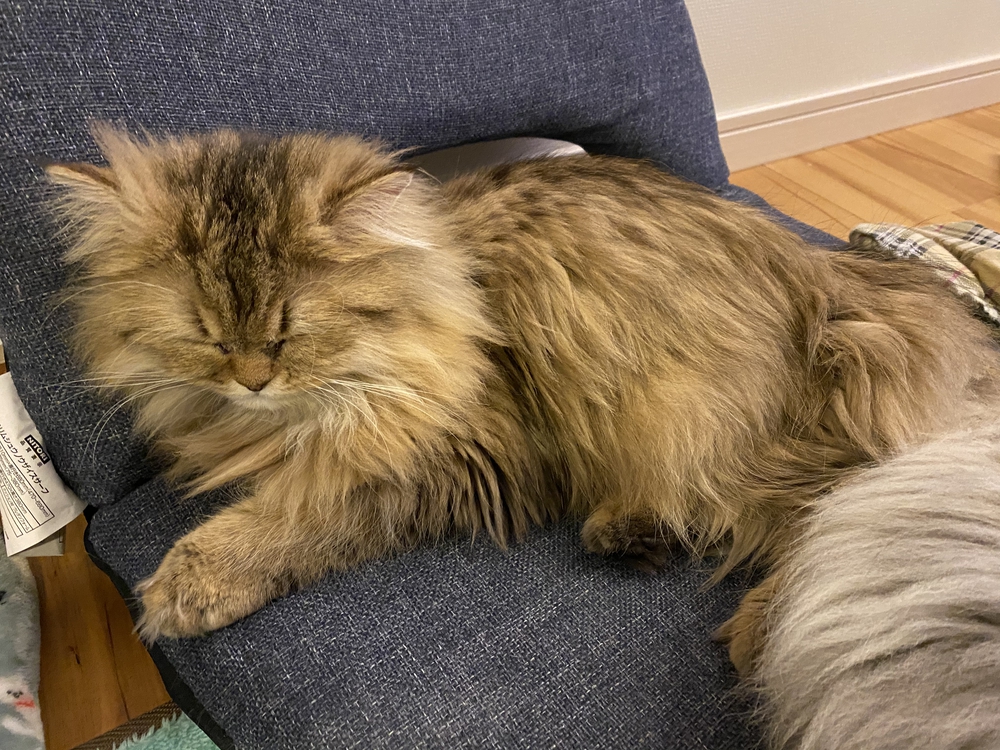 プロフィール画像