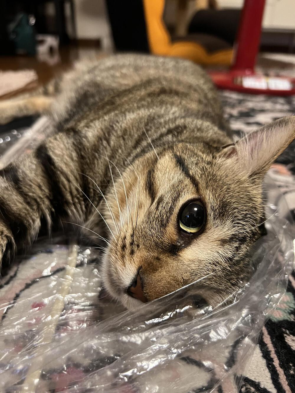 プロフィール画像