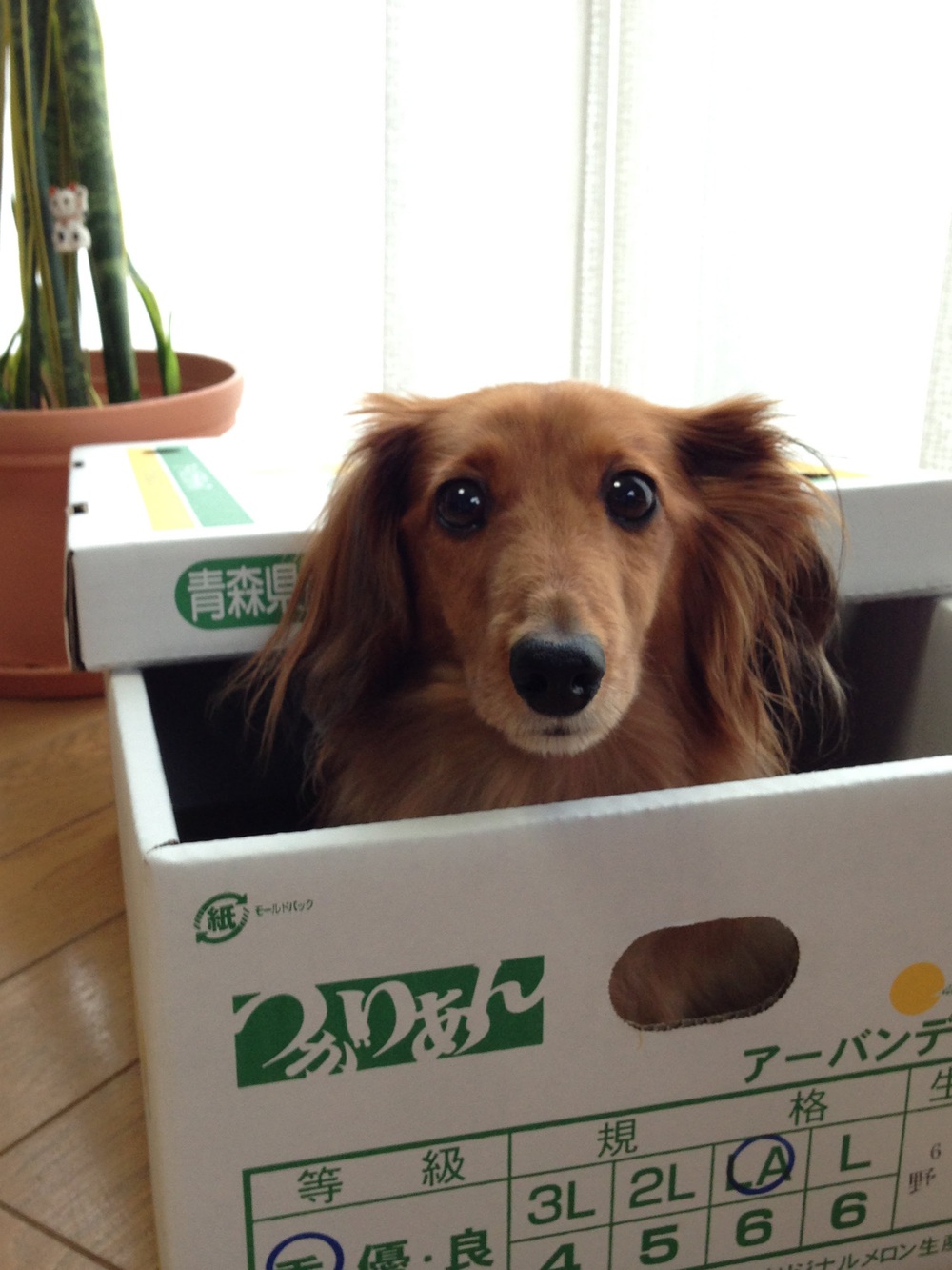 プロフィール画像