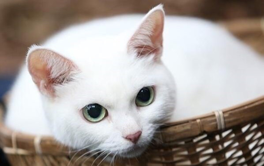 LRしろねこ@お江戸