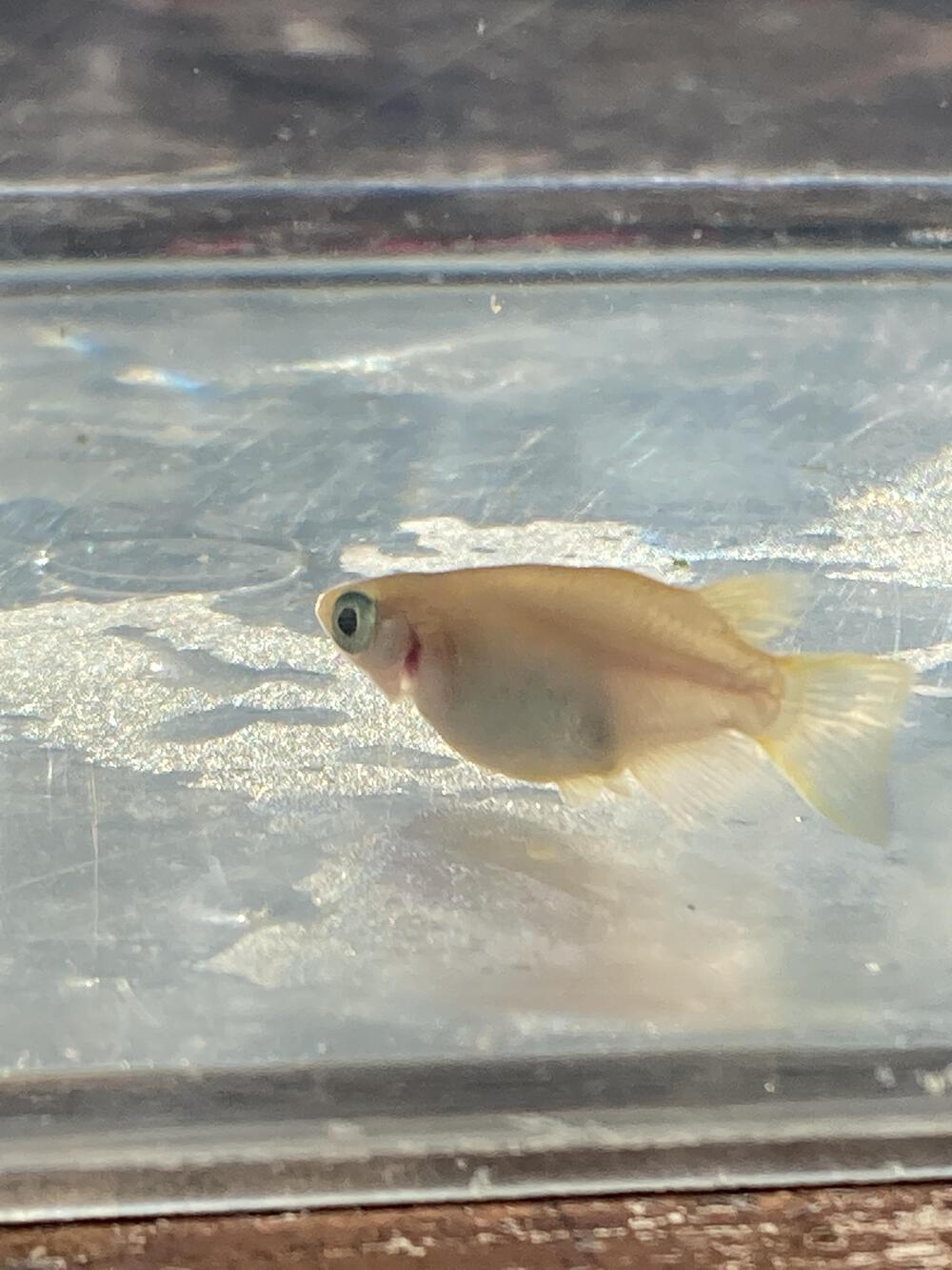 だるまメダカ