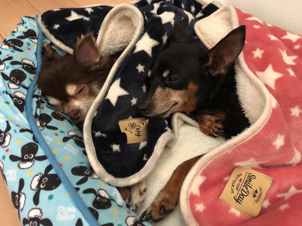 ほたよもうめきく