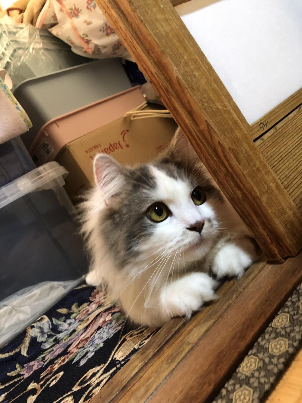 プロフィール画像