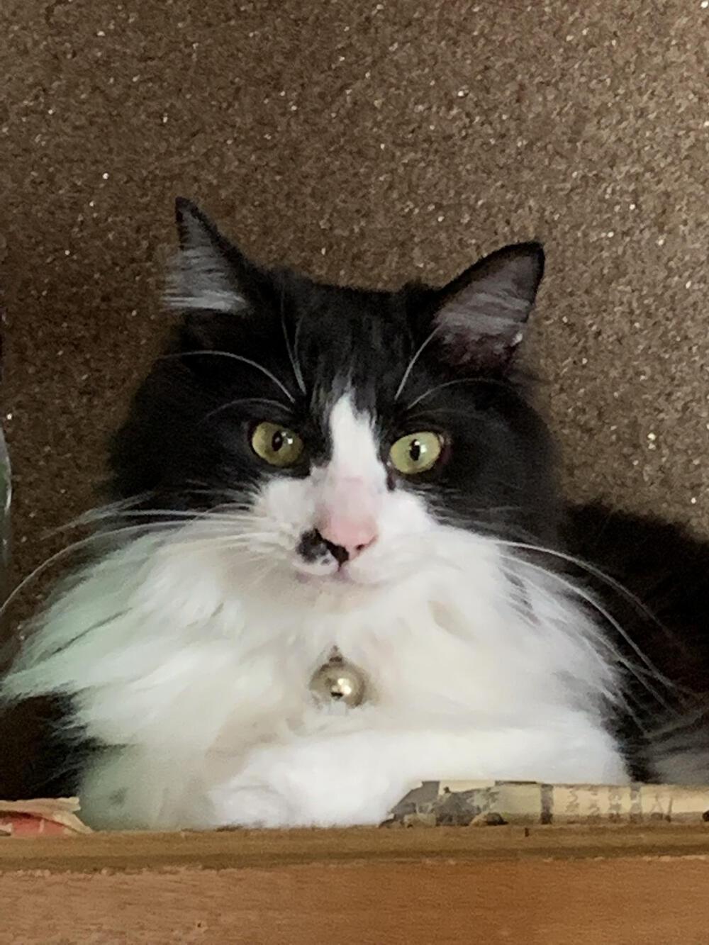 プロフィール画像