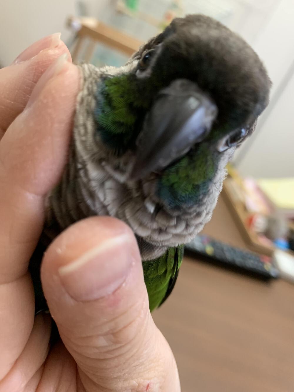 ウロコインコ