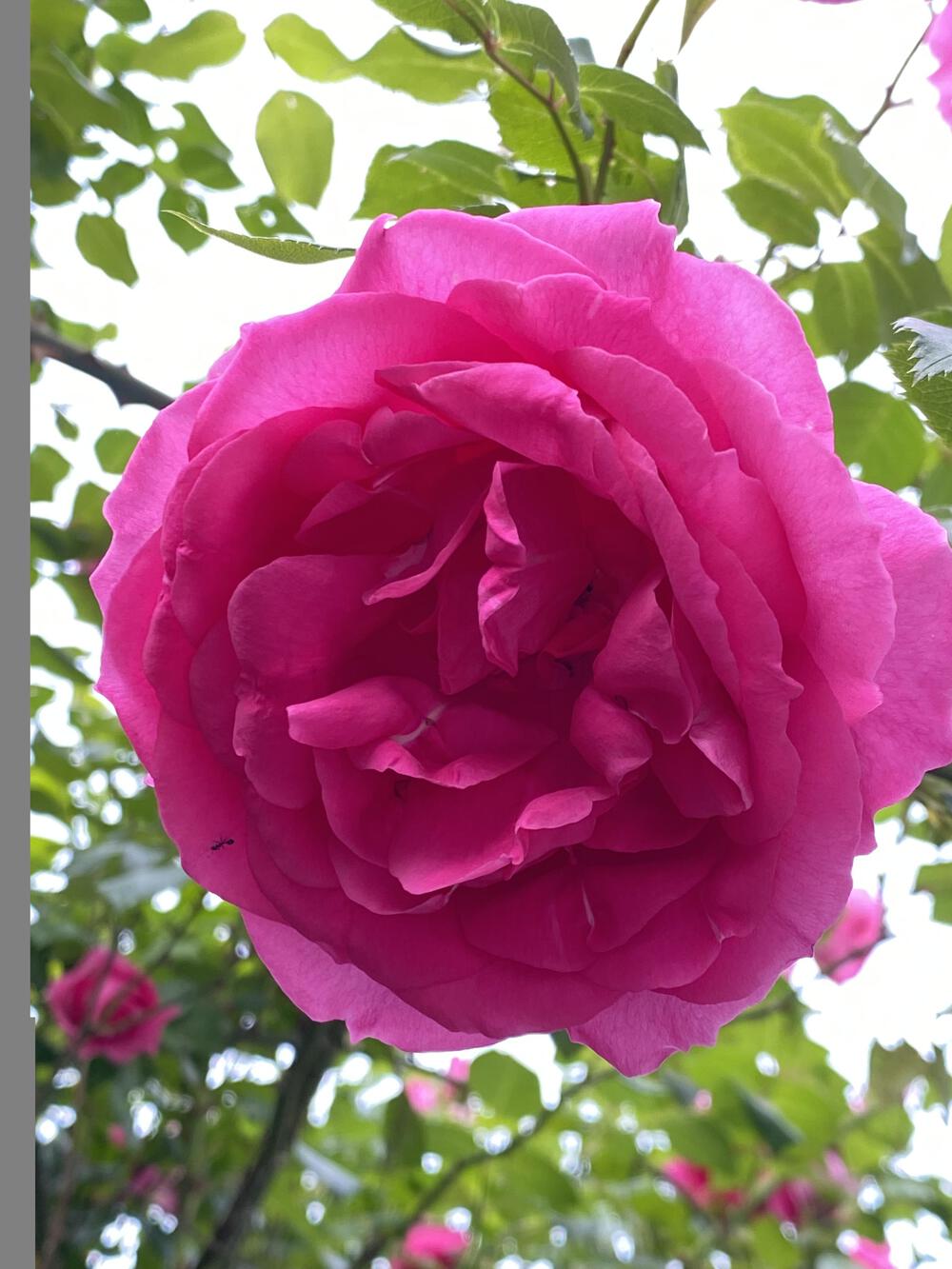 プロフィール画像