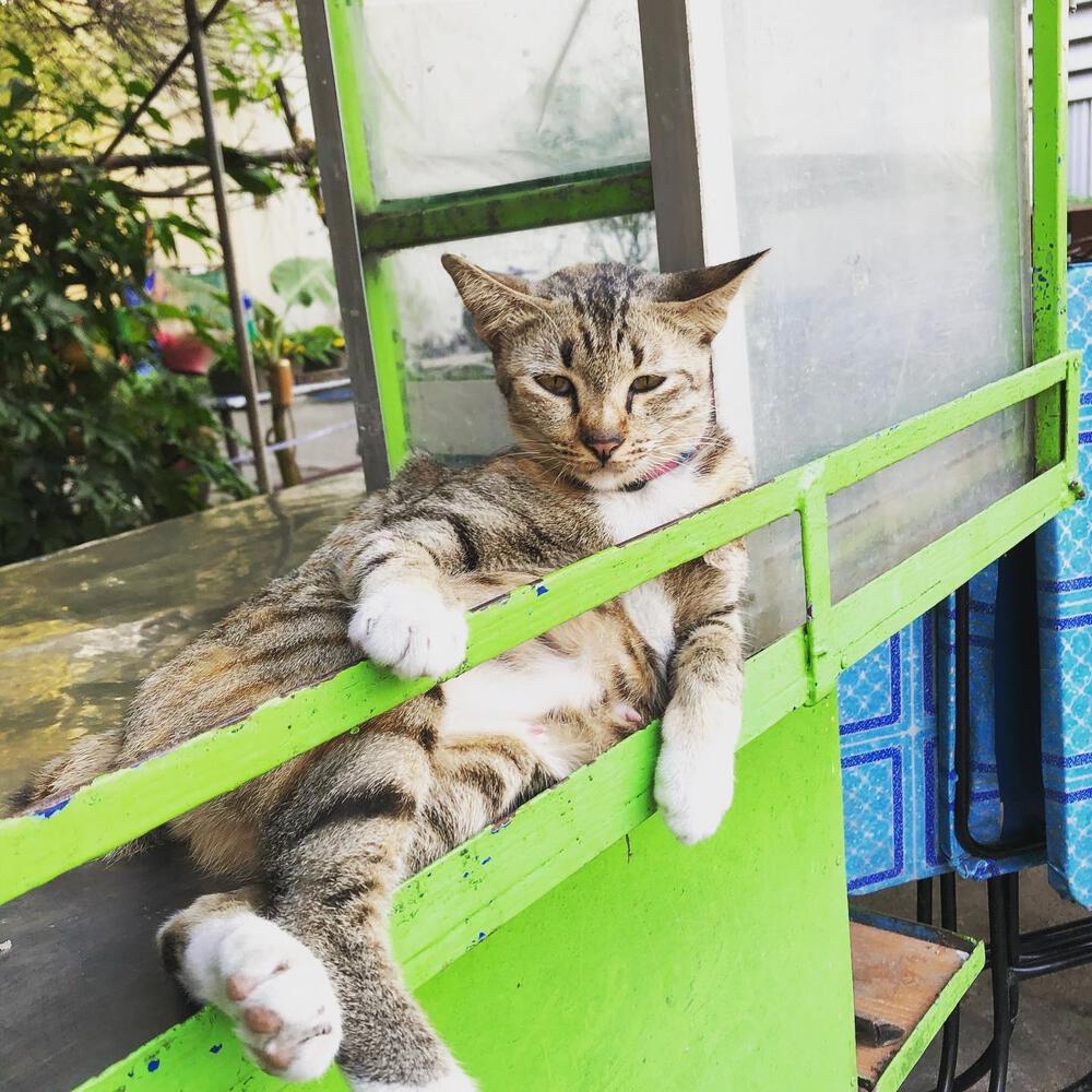 イリオモテ イエネコ