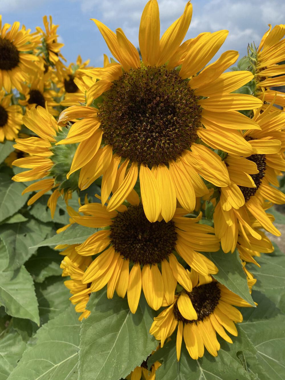 プロフィール画像