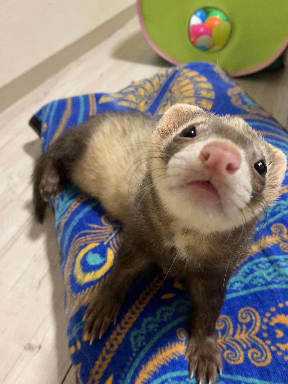 プロフィール画像