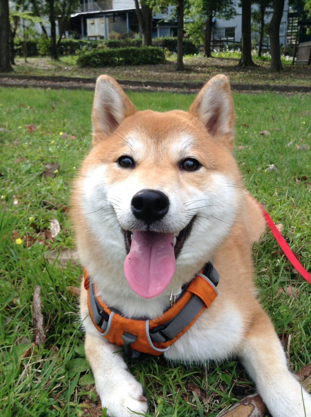 プロフィール画像