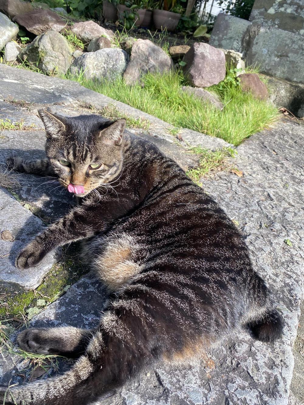 すぎやまここあ