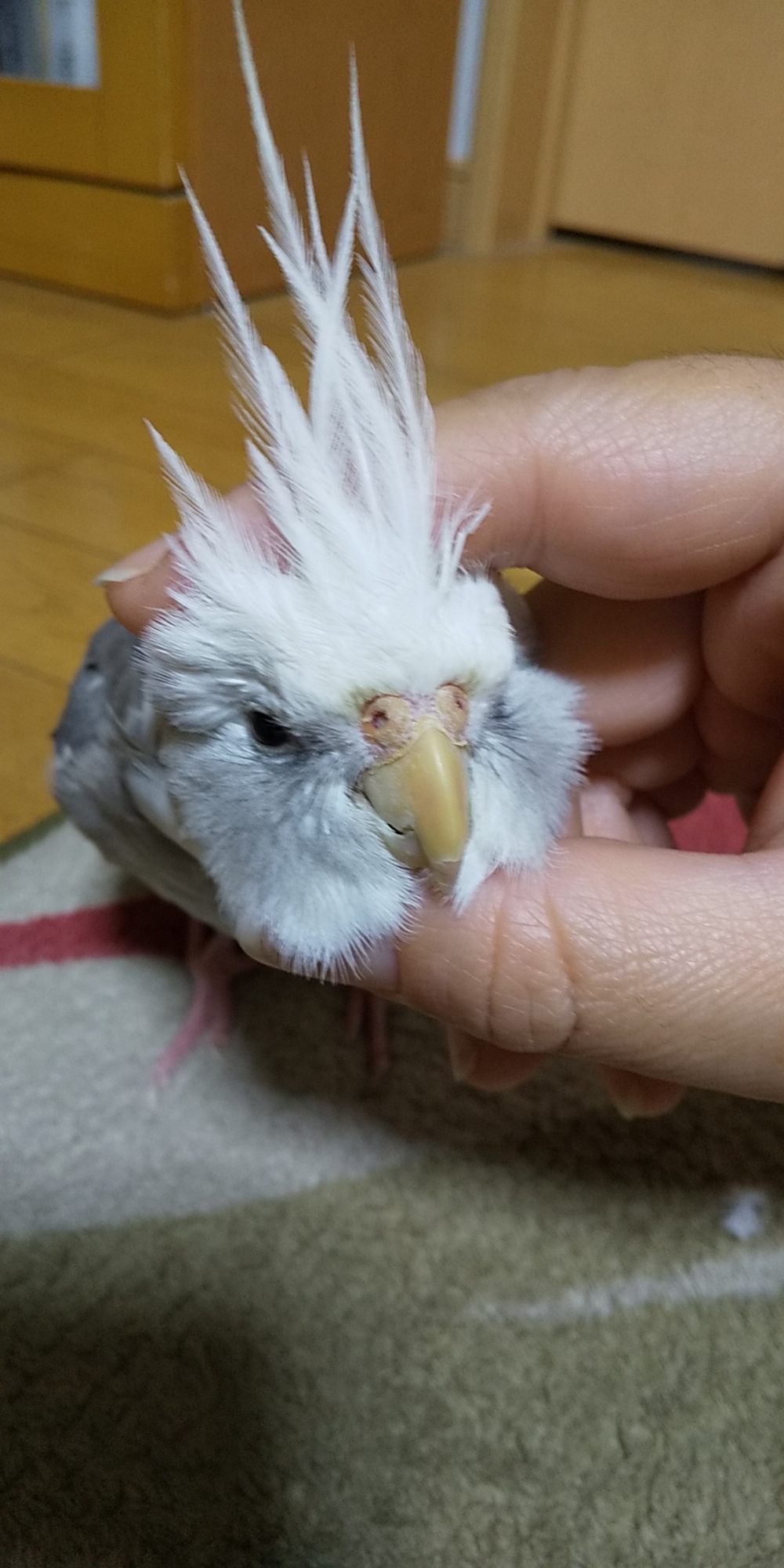 プロフィール画像