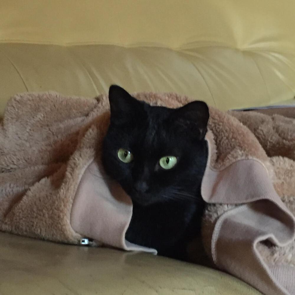 なおっぴ@kuronyan