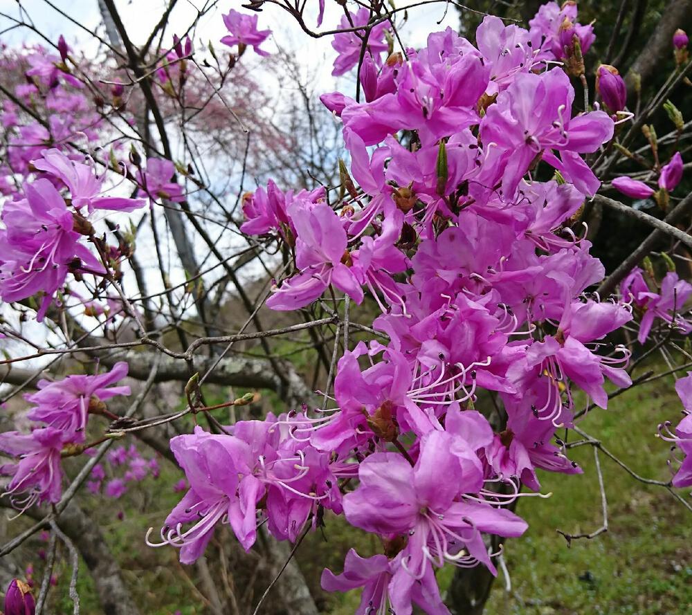 中里　光夫