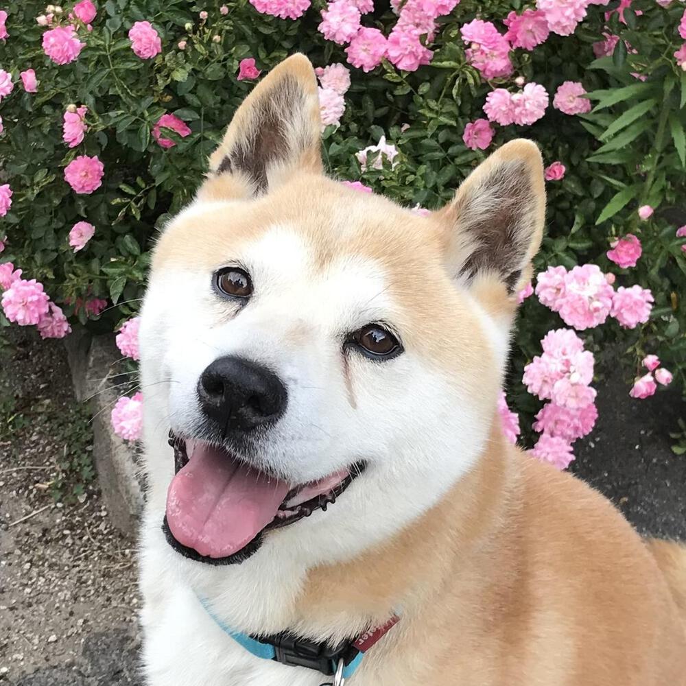 ハチパパ