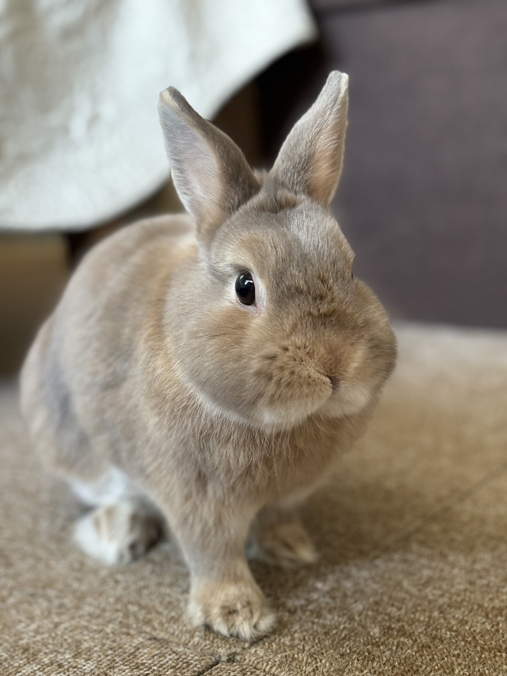 🐇マメの飼い主