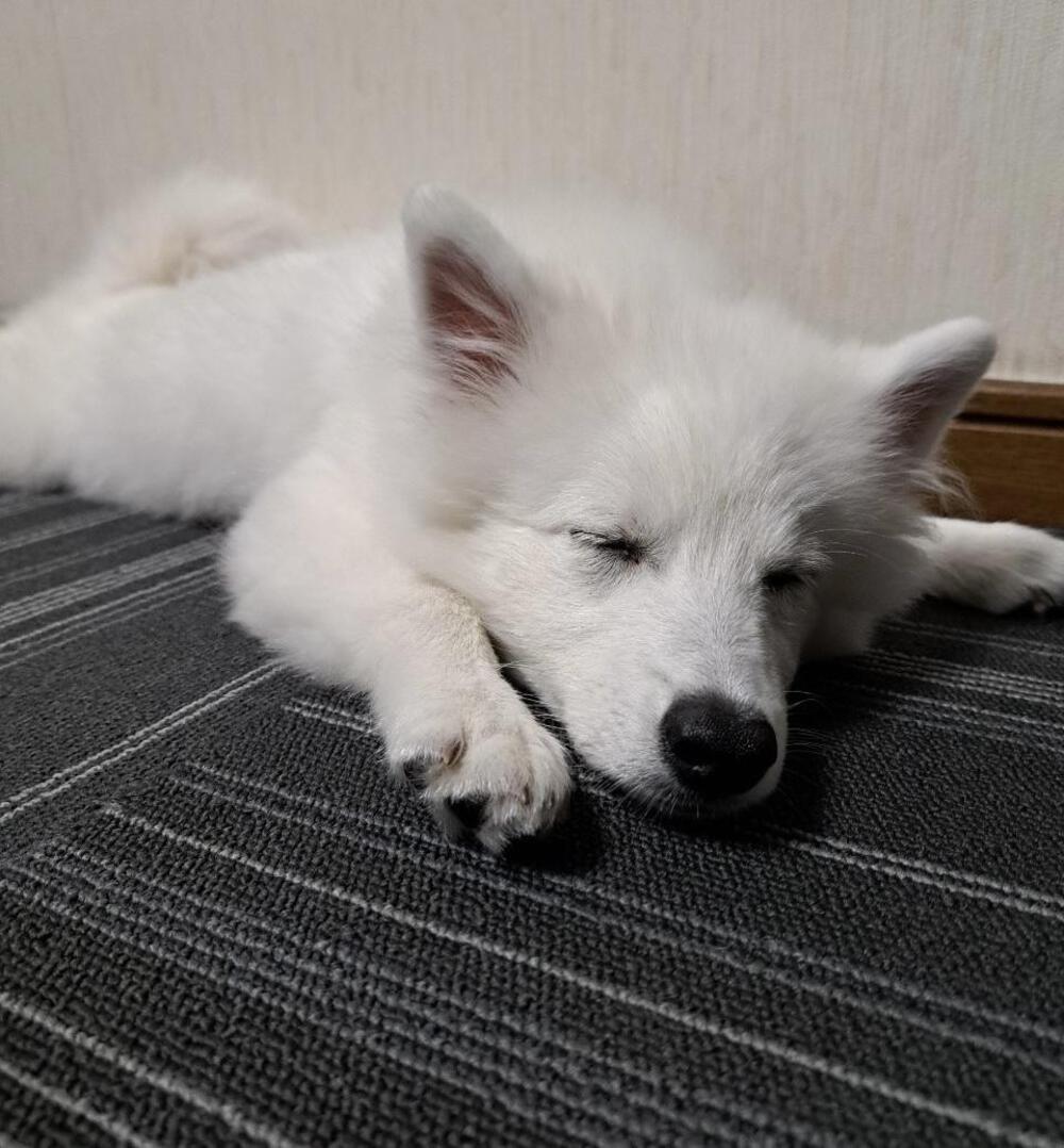 NaPuYu