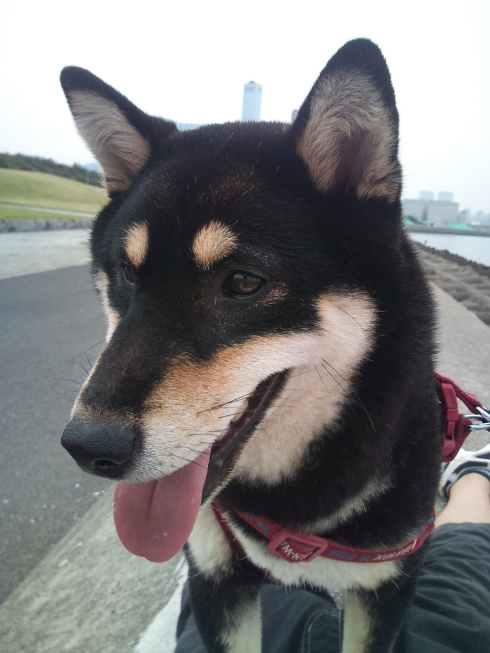 アッキー（akii）