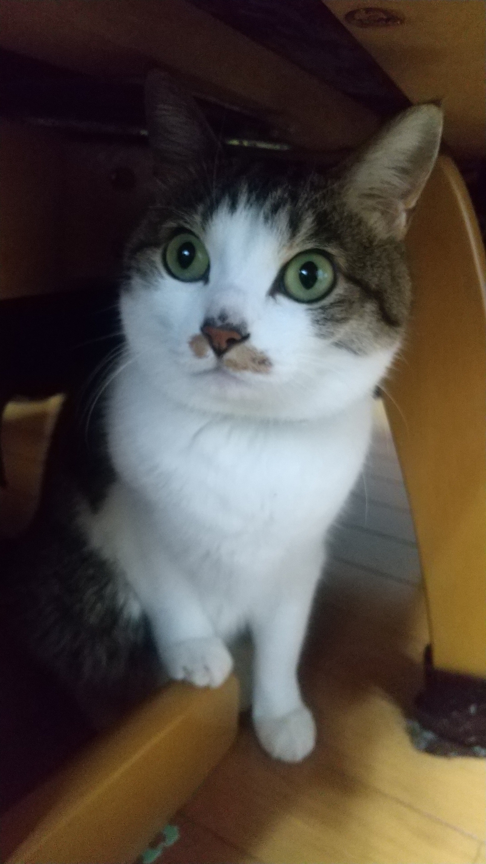 かつゆき