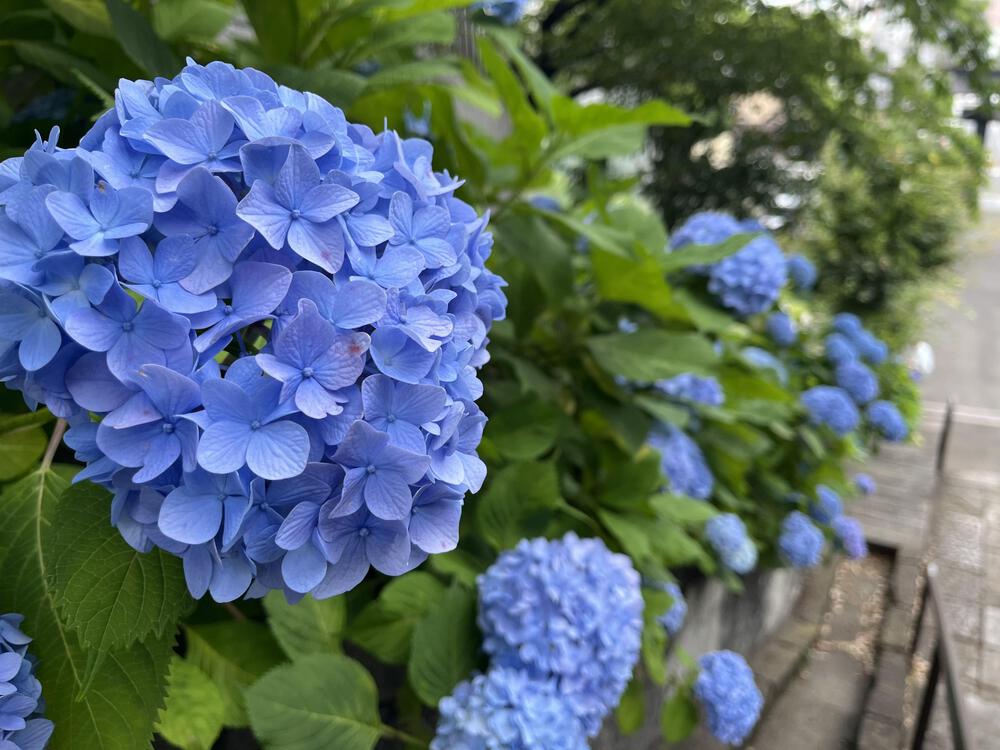 ほっしゃん🏃‍♀️🔰