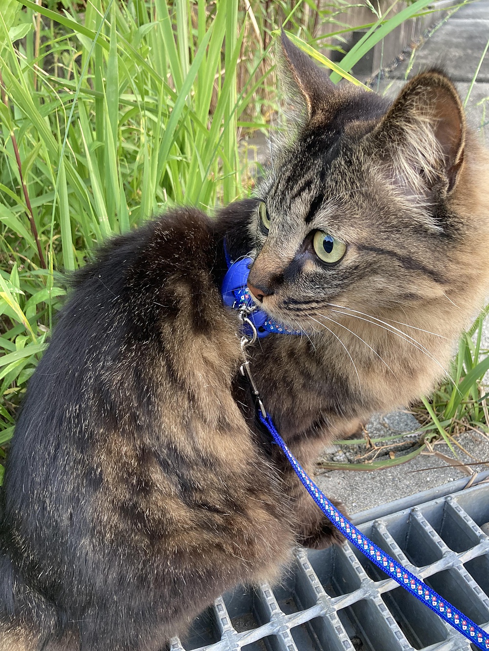 にゃーご
