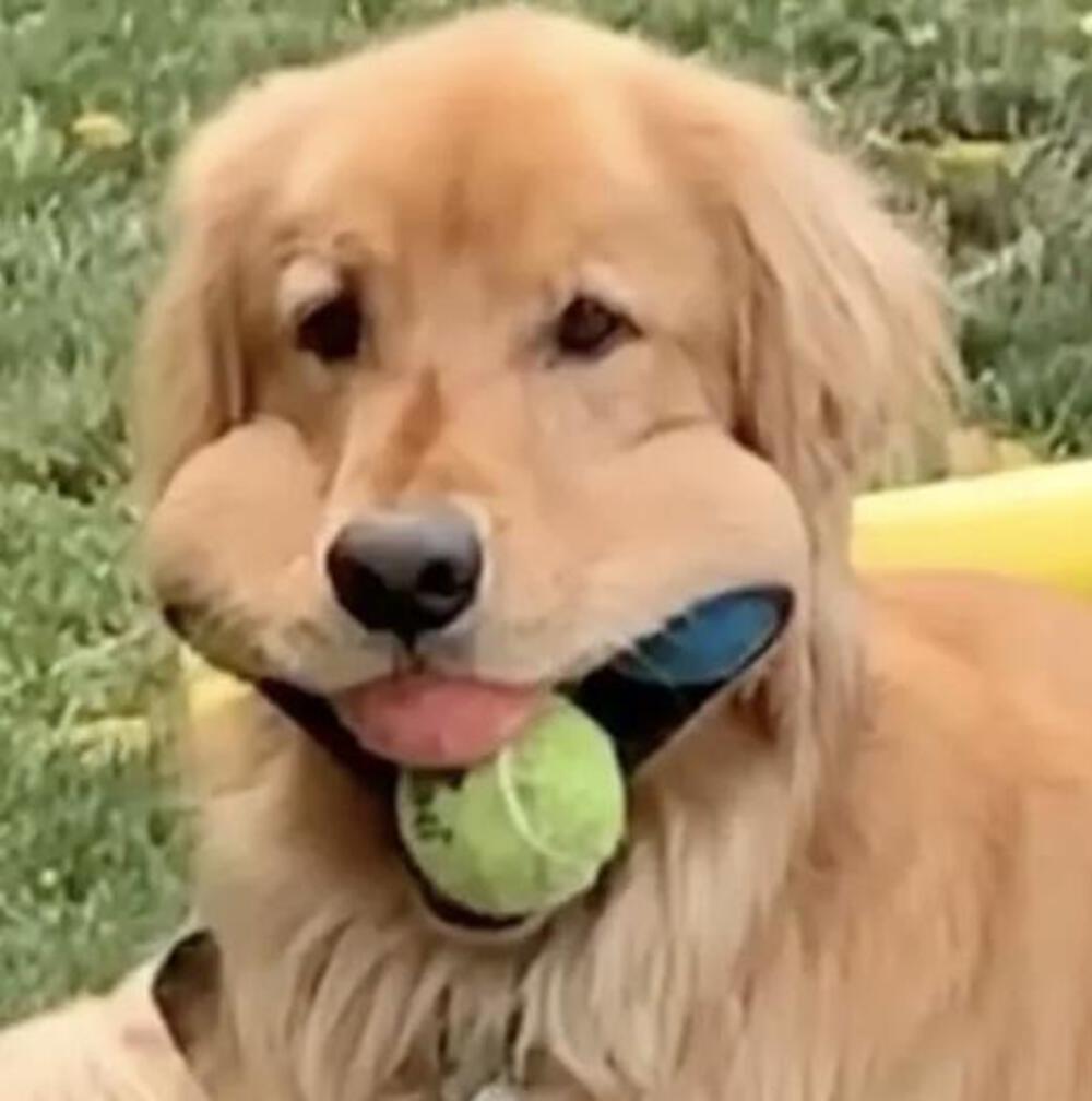 Fukachan